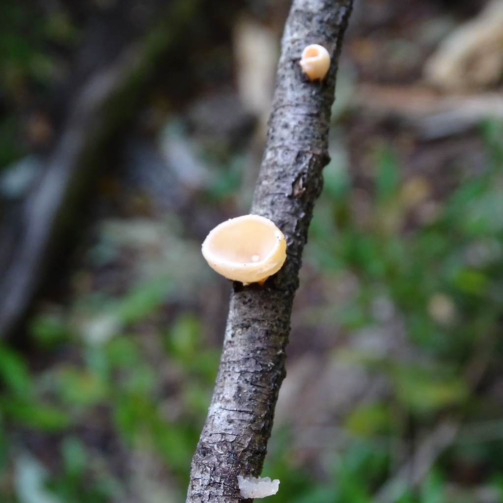 Gloeosoma vitellinum