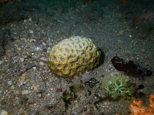 Horastrea indica