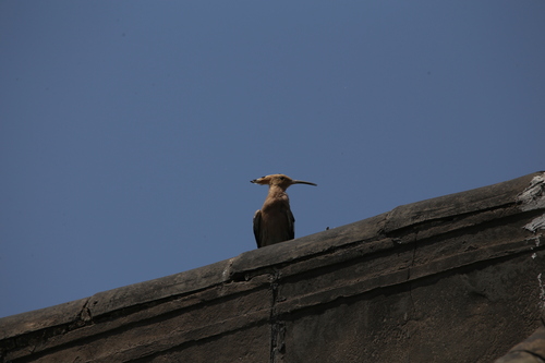 Common Hoopoe