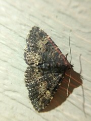 Metalectra diabolica