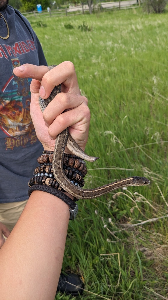 Wandering Garter Snake in May 2024 by Beren Erkan (herper/photographer ...