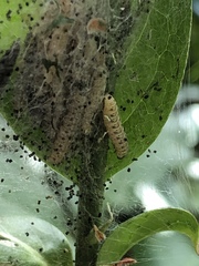 Yponomeuta cagnagella