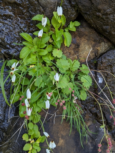 Image of Primula latiloba by (c) David Anderson, some rights reserved (CC BY)