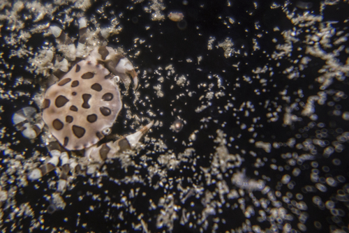 Lissocarcinus orbicularis