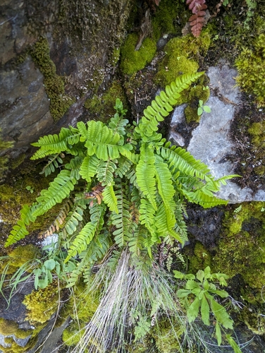 Image of Polypodium amorphum by (c) David Anderson, some rights reserved (CC BY)