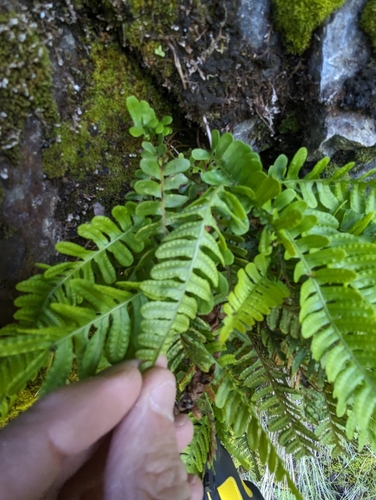 Image of Polypodium amorphum by (c) David Anderson, some rights reserved (CC BY)