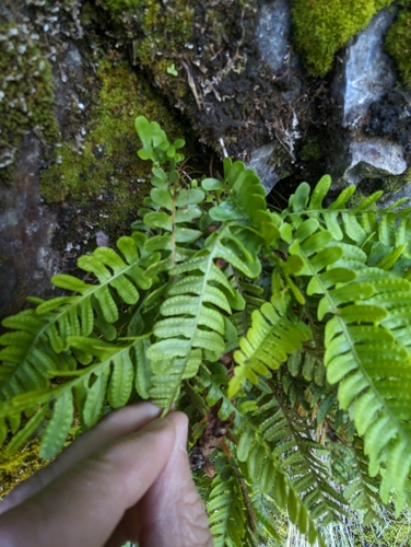 Image of Polypodium amorphum by (c) David Anderson, some rights reserved (CC BY)