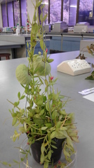 Dischidia pectenoides