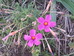 Oxalis ciliaris