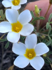 Oxalis ciliaris
