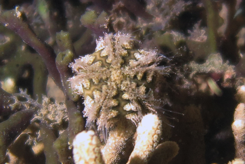 Microcyphus rousseaui