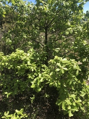 Quercus × cerrioides