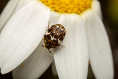 Anthrenus angustefasciatus