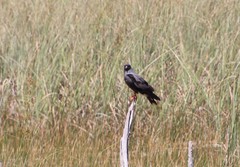 Rostrhamus sociabilis plumbeus