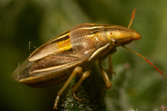 Aelia rostrata