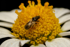 Metopoplax ditomoides
