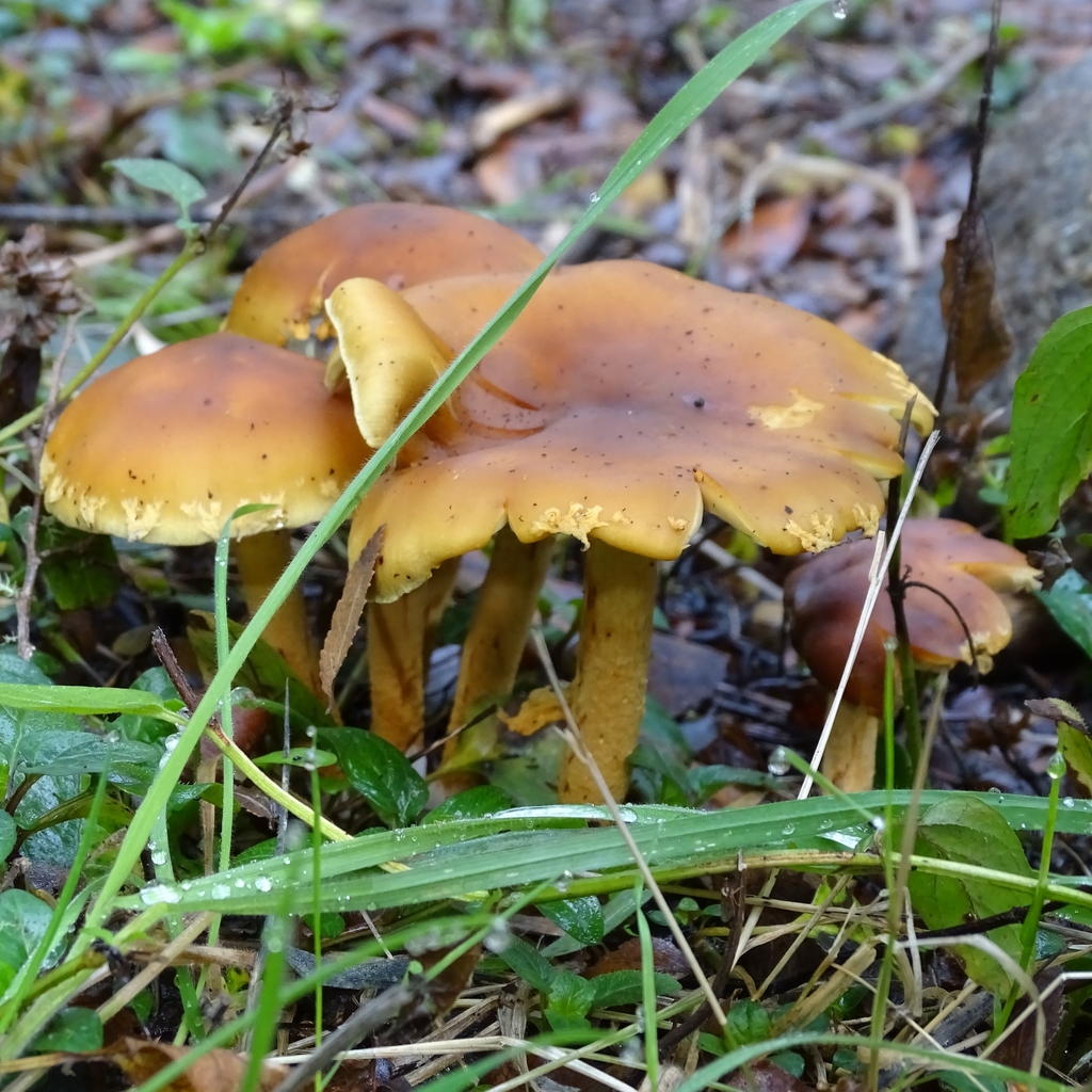 Gymnopilus sapineus