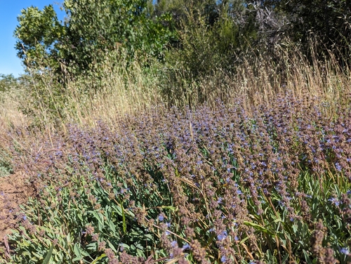 Image of Salvia sonomensis by (c) Alexander Wentworth, some rights reserved (CC BY)