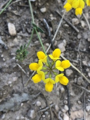 Coronilla