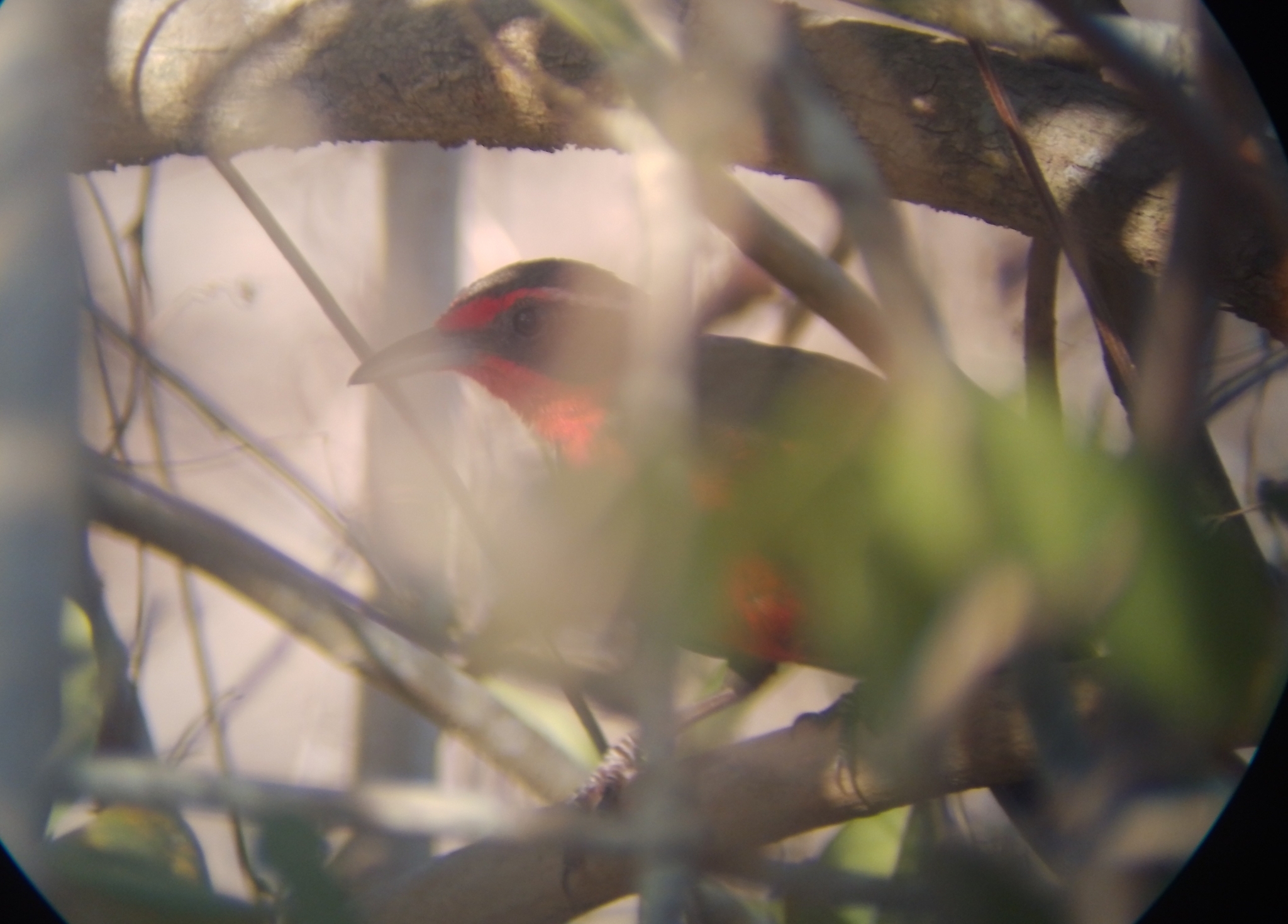 Rosy Thrush-tanager (Rhodinocichla rosea), photo 5