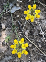Coronilla