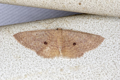 Poecilasthena anthodes