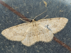Poecilasthena anthodes