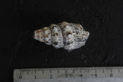 Cerithium adustum