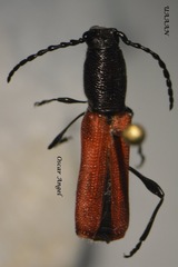 Ancylocera bicolor