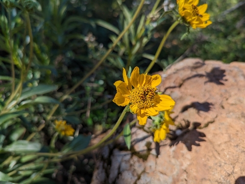Image of Helianthella californica by (c) Alexander Wentworth, some rights reserved (CC BY)