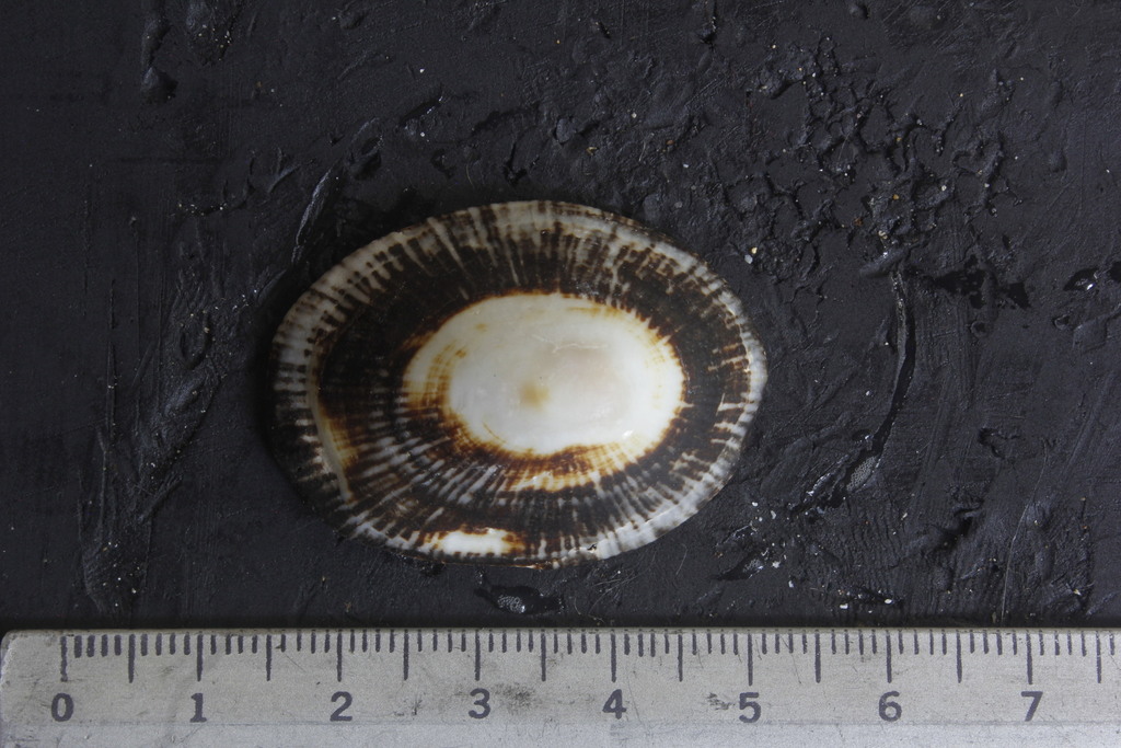 Discordant Limpet