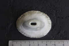 Fissurella virescens