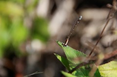 Nehalennia pallidula