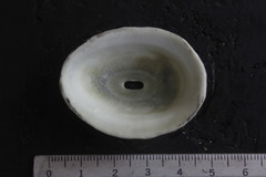 Fissurella virescens