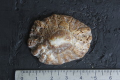 Crucibulum scutellatum