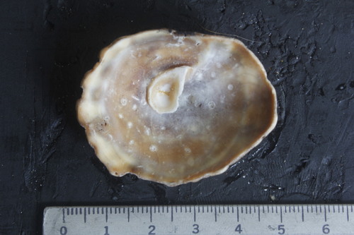 Crucibulum umbrella