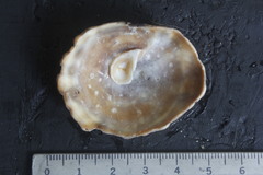 Crucibulum scutellatum