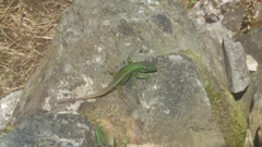 Iberolacerta monticola