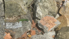 Iberolacerta monticola