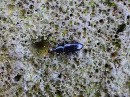 Oxydema longulum, 2024-05-09