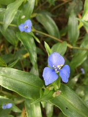 Commelina quitensis