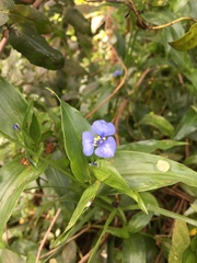 Commelina quitensis