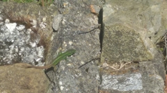 Iberolacerta monticola
