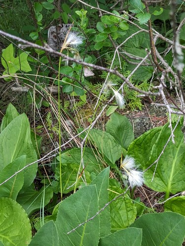Thinleaf cottonsedge (Eriophorum viridicarinatum)