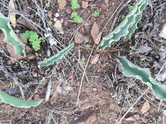 Eriospermum lanceifolium