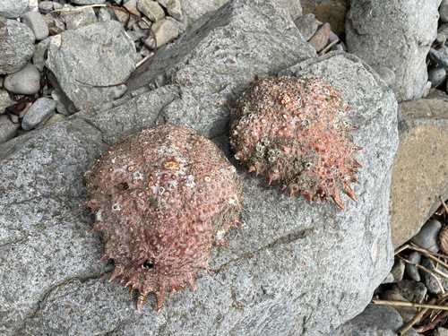Spiny Spider Crab, Mid-Waterford Coast SPA, Annestown, Co. Waterford, IE, photo 8 of 10