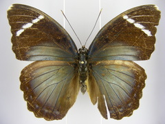 Euphaedra albofasciata