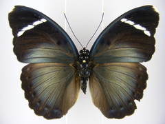 Euphaedra albofasciata