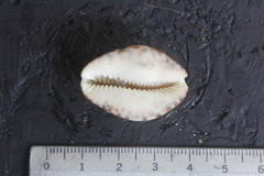 Pseudozonaria arabicula