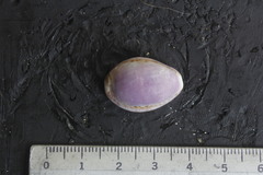 Pseudozonaria arabicula